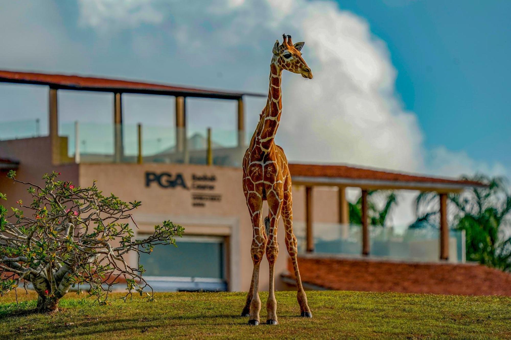 Vipingo Ridge Limited Otel Kilifi Dış mekan fotoğraf